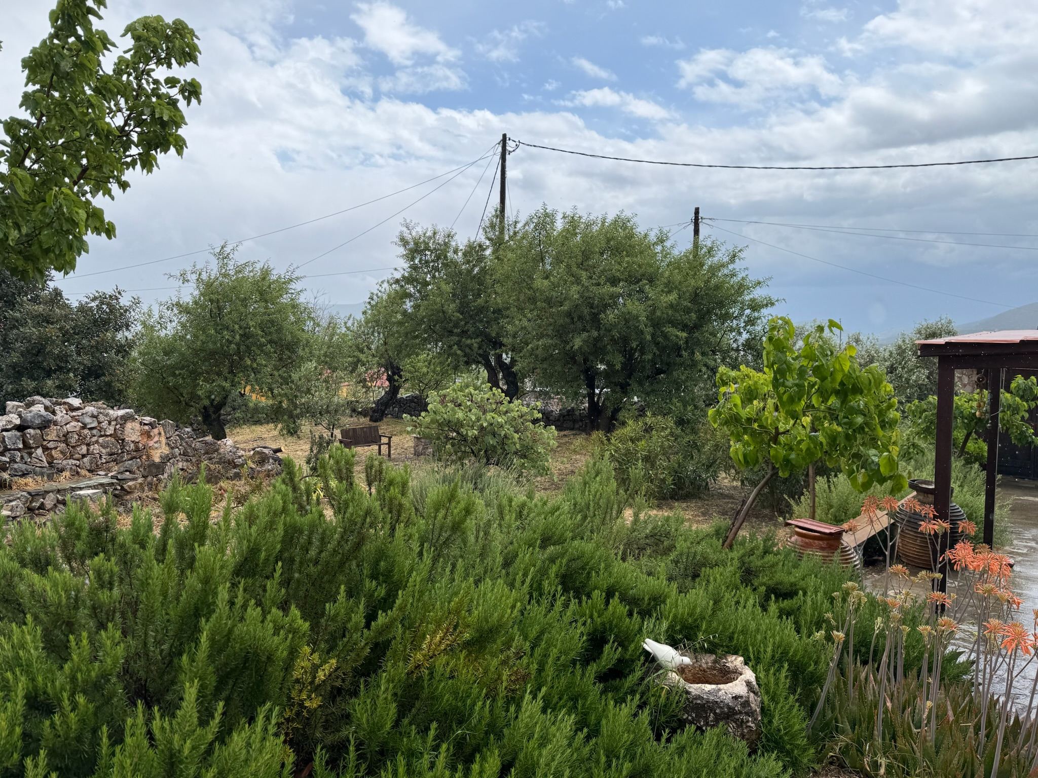 The natural garden with almond and olive trees