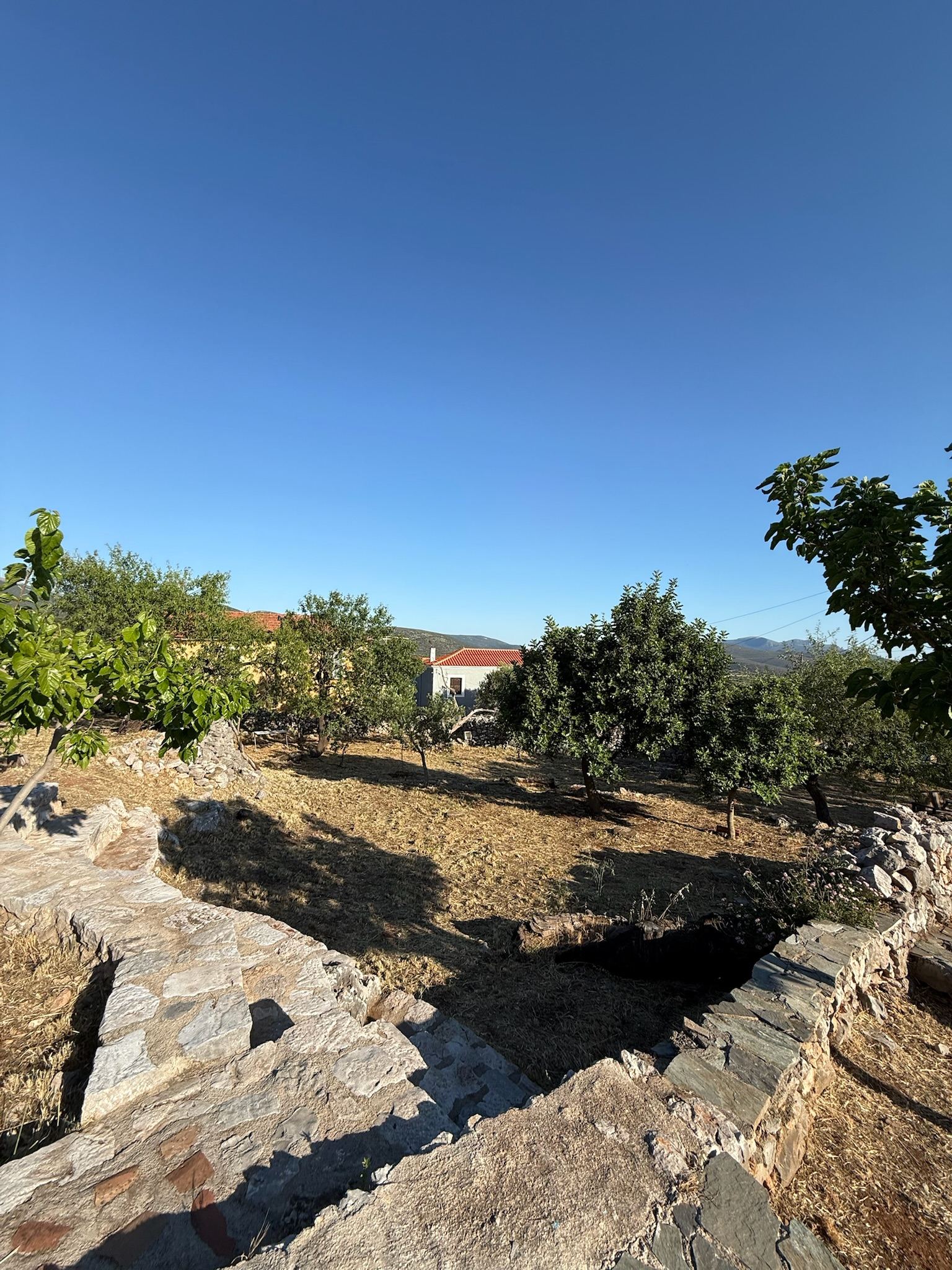 The dry landscape and orchard around the house