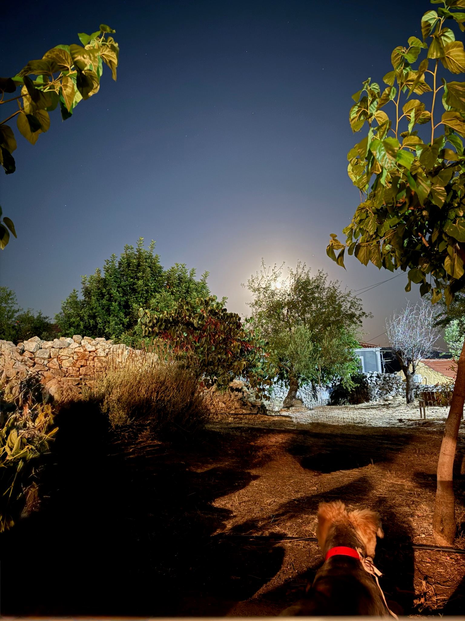 The retreat garden beneath the night sky